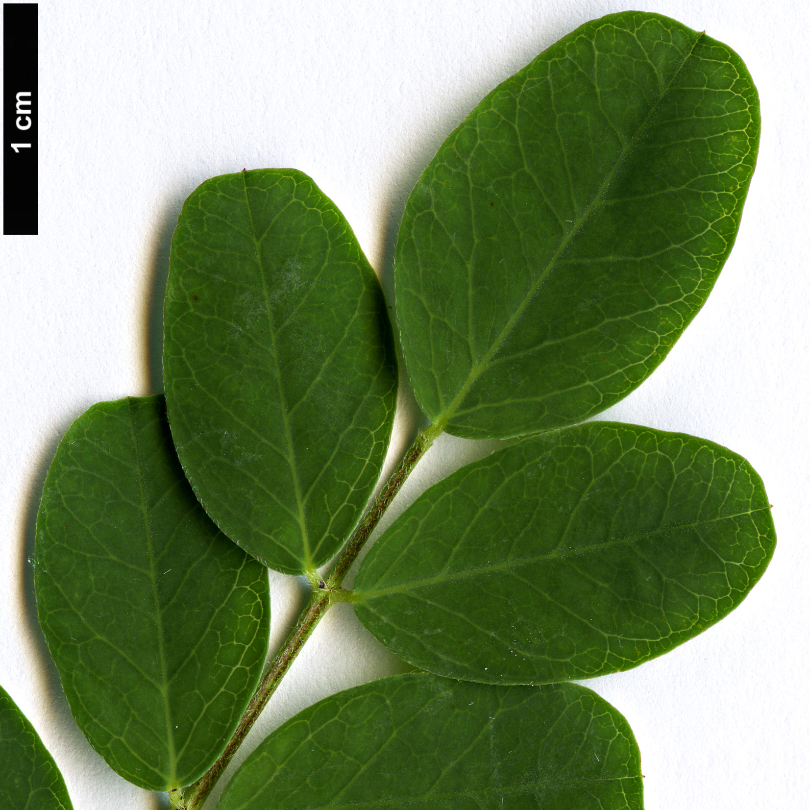 High resolution image: Family: Fabaceae - Genus: Colutea - Taxon: arborescens